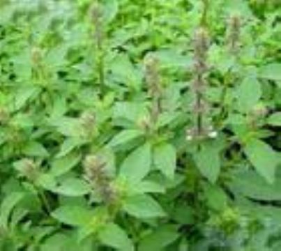  	Ocimum Basilicum Extract 